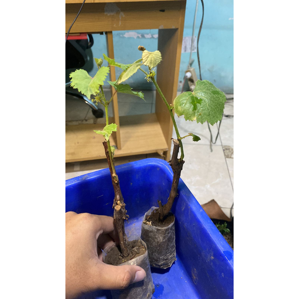 Bibit anggur import ninel sudah berhunga dan berbuah 2 pohon