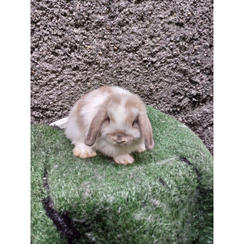 kelinci hias Holland lop