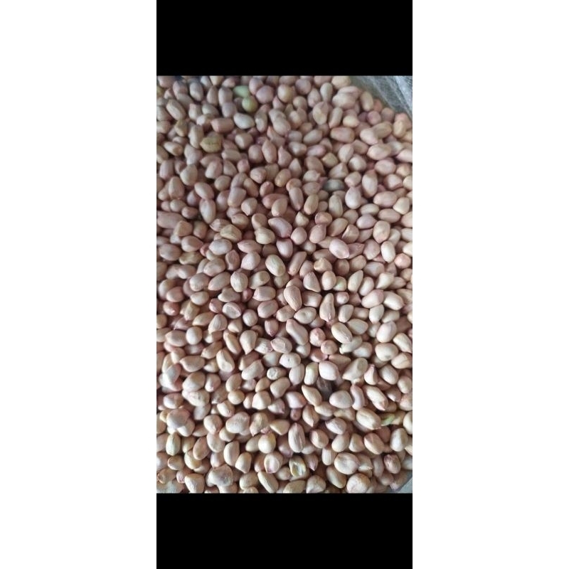 

KACANG TANAH MENTAH 1 KG