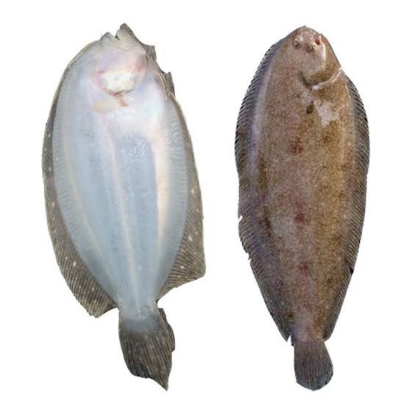 

IKAN SEBELAH 500gr
