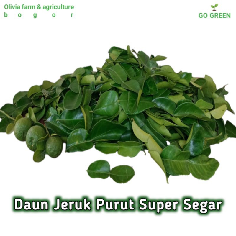 

Daun Jeruk Purut/Super Segar/Fresh/Rempah/Bumbu Masak