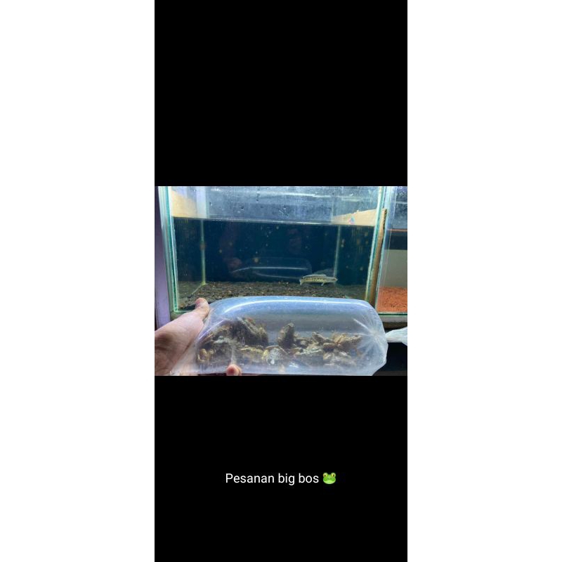 katak/kodok sawah Size besar pakan ikan predator