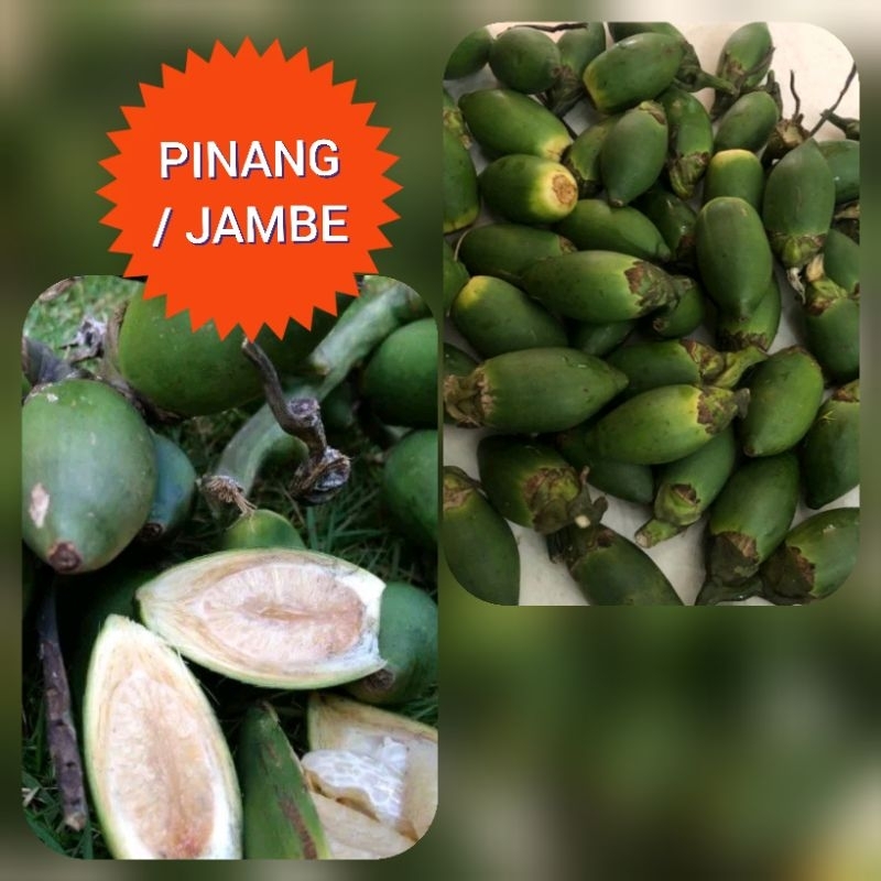 

Buah Pinang Jambe (Obat Muda) Obat Herbal Segar