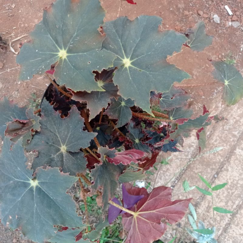 begonia black velvet