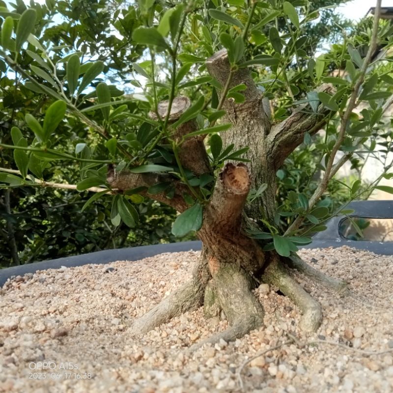 saeng simbur micro vietnam