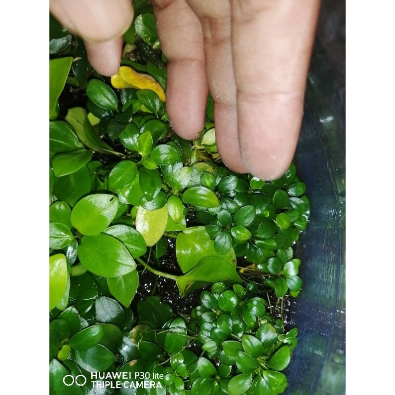 Anubias petit
