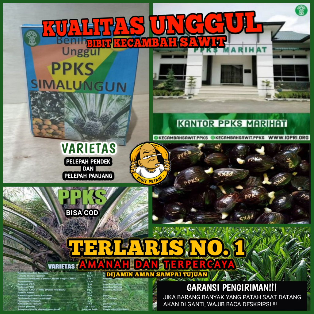 BIBIT KECAMBAH SAWIT PPKS SIMALUNGUN UNGGUL BERSERTIFIKAT KUALITAS TERBAIK KECAMBAH POLONG BENIH BIB
