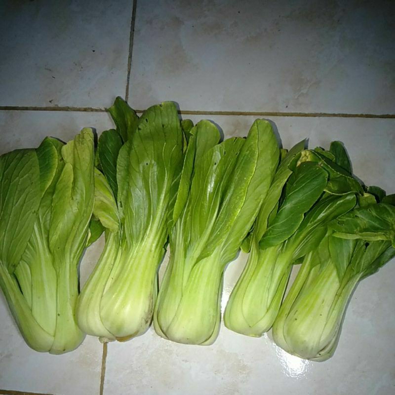 

SAYUR PAKCHOY / PACHOY / PACOY / POKCOY SEGAR