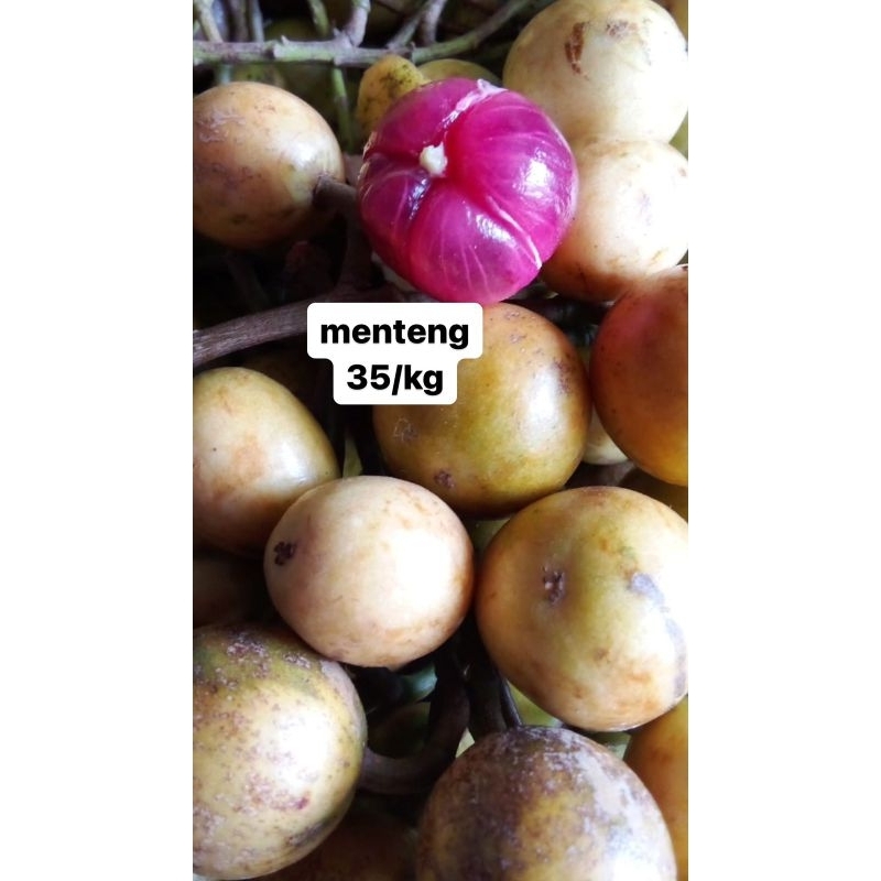 

buah menteng