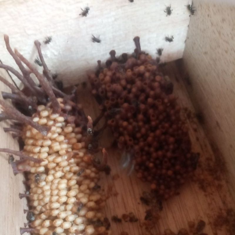 lebah klanceng leavicep