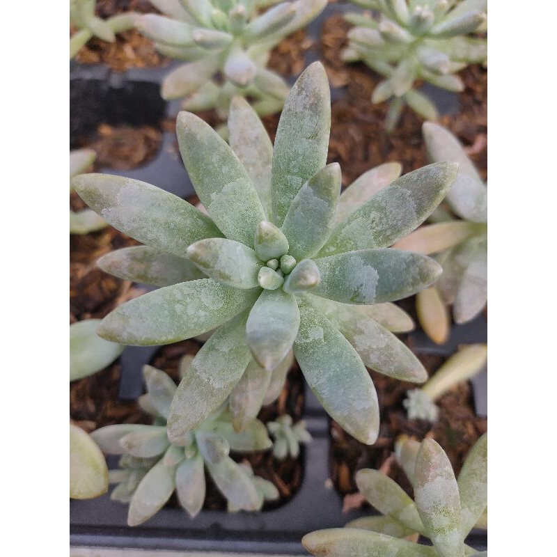 sukulen graptopetalum fransesco baldii