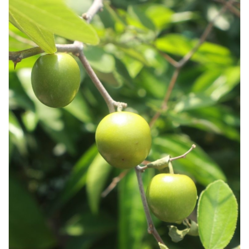 

Buah Bidara Segar 5 Butir