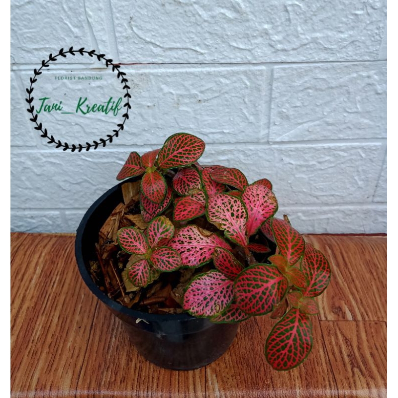 Fitonia merah rimbun import
