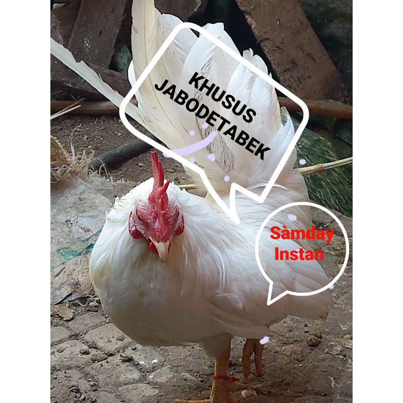 AYAM KATE PUTIH PREMIUM Rawatan Koleksi SendiriTrah Satu Indukan Yang Sama