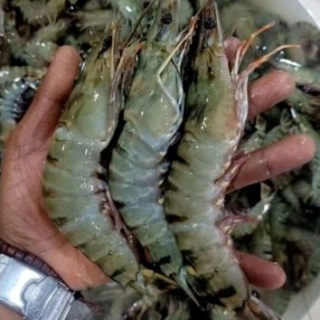 

Udang Pancet Segar Berkualitas - 1Kg