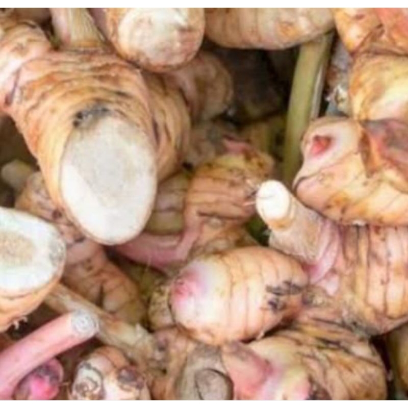 

Lengkuas segar organik mbok ten 1kg