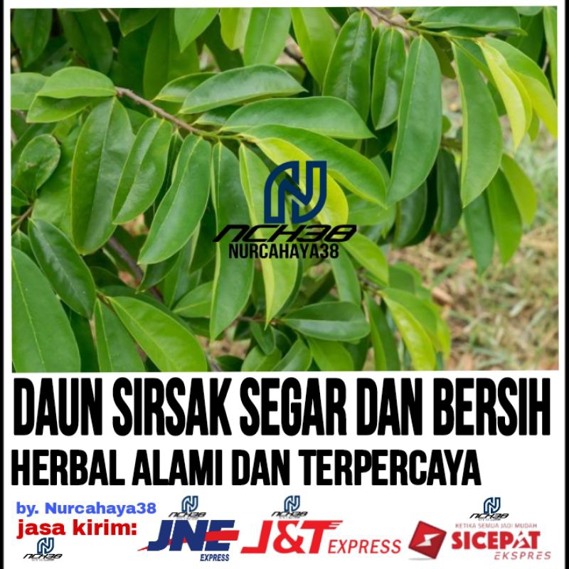 

DAUN SIRSAK SEGAR | langsung petik | Daun sirsak segar 100 lembar lebih