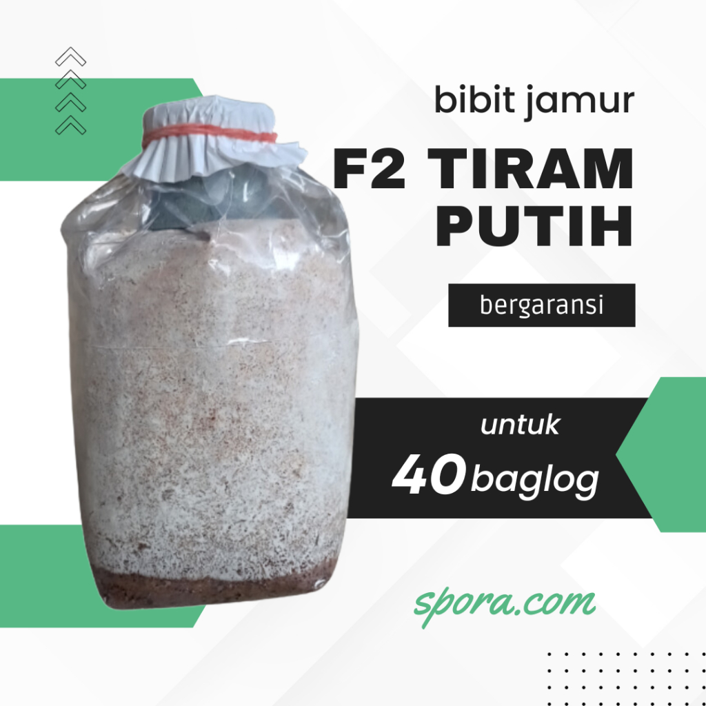 

Bibit Jamur F2 Tiram Putih Kemasan Plastik Murah Berkualitas