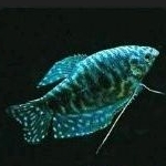 ikan sepat biru per ekor