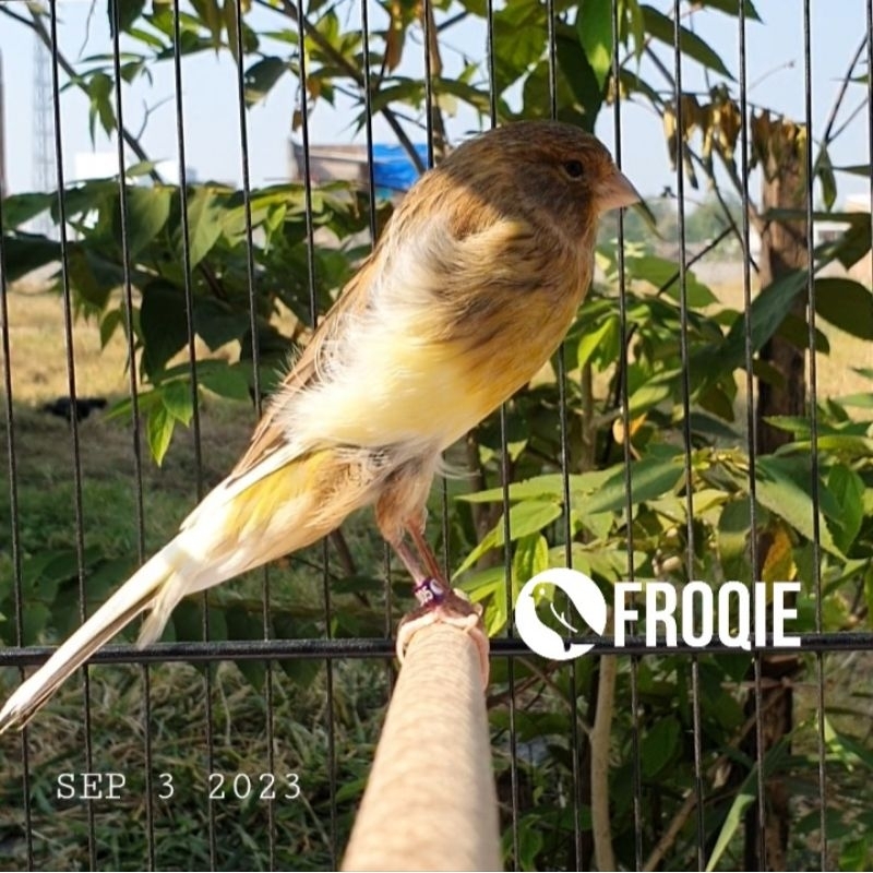 Kenari F2YS 05 YORKSHIRE Jantan Free Ongkir