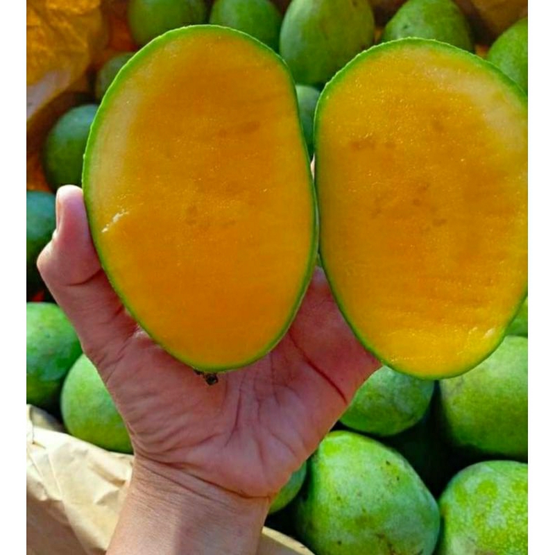 

mangga manalagi/mangga madu manis dan legit 1kg