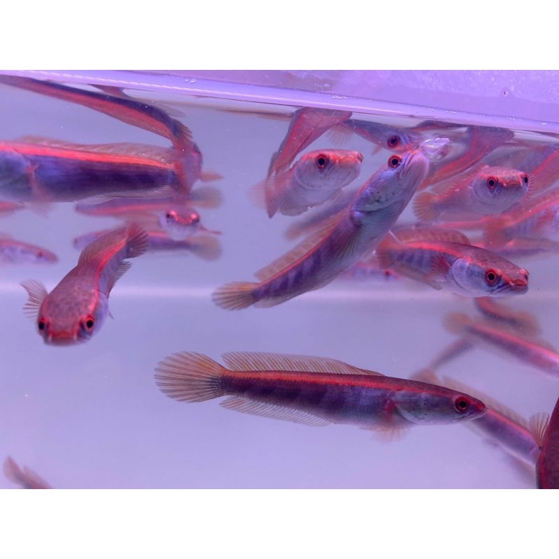 (COD) RED BARITO 5-7CM SORTIR KETAT PROMO