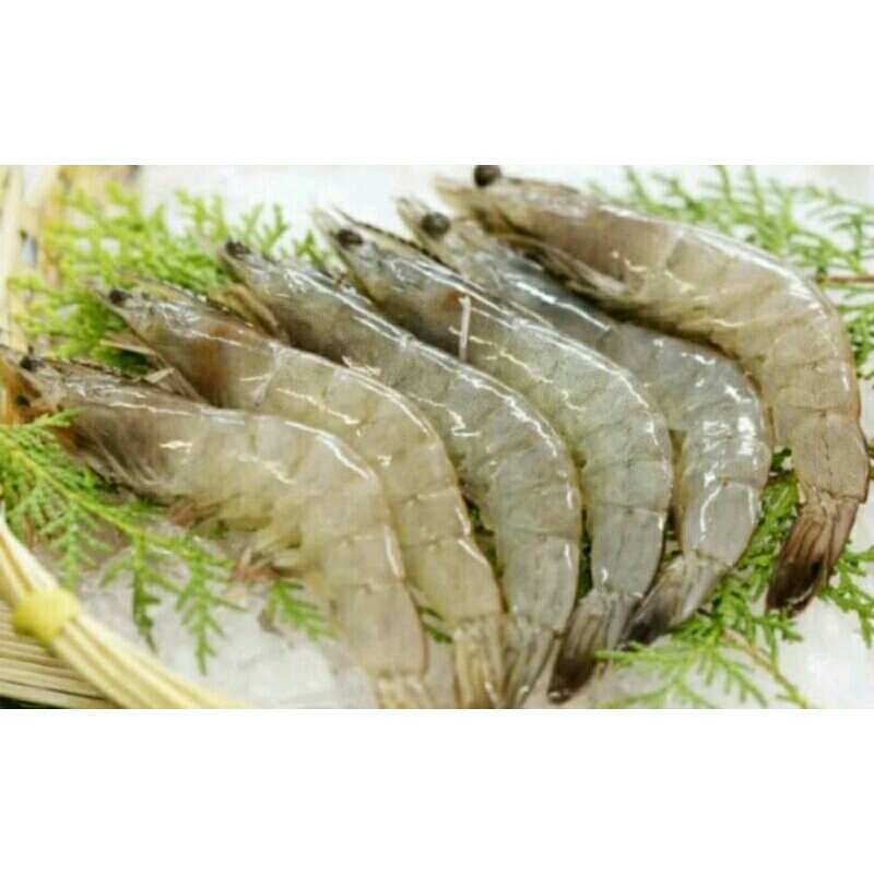 

Udang Vaname Segar