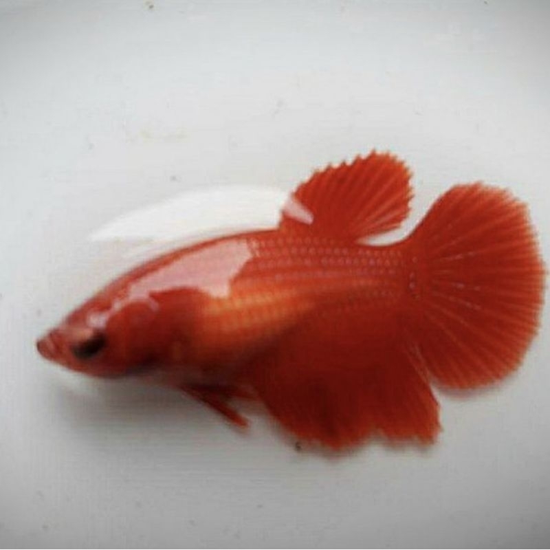 CUPANG BETINA SUPER RED