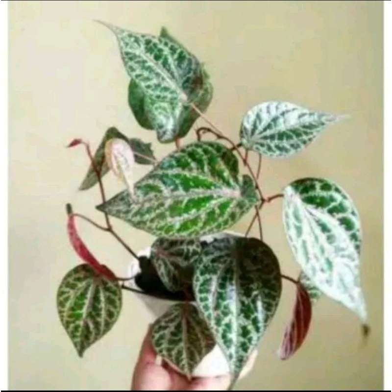 bibit tanaman hidup sirih merah/tanaman herbal sirih merah