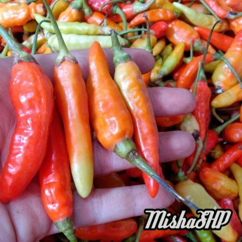 

cabai rawit merah segar fresh dari kebun