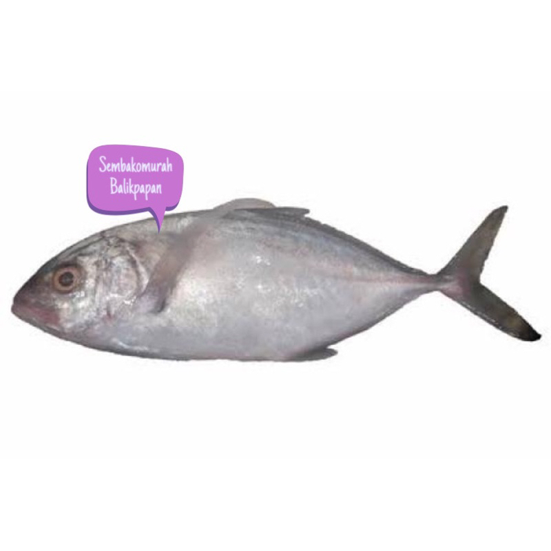 

ikan trakulu 1 ekor ( 800-1kg)