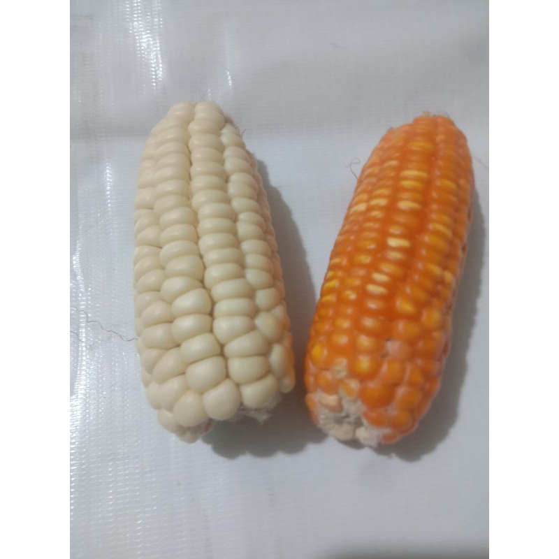 Jagung Kering Kecil Utuh Small Dried Corn