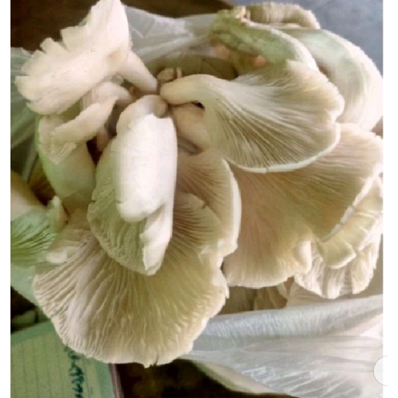 

Jamur Tiram 250 gram Sayur Segar
