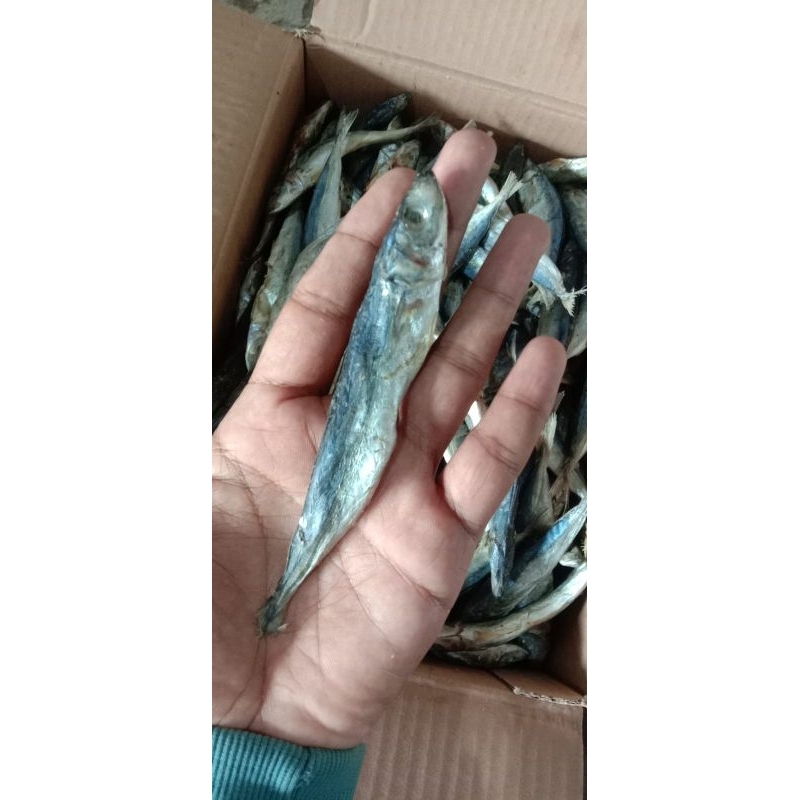 

KLOTOK SEDANG 250gr / IKAN LAYANG / IKAN BENGGOL / IKAN ASIN