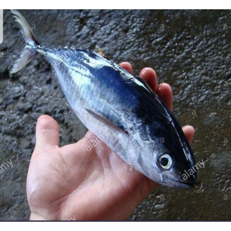 

Tuna Baby 1 Kg