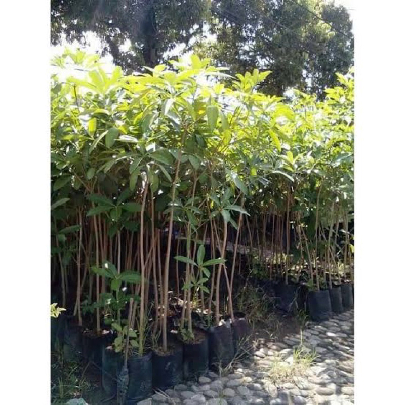 Tumbas Tani Pohon Pule Bahan Bonsai Atau Teduh/ Rindang Depan Rumah