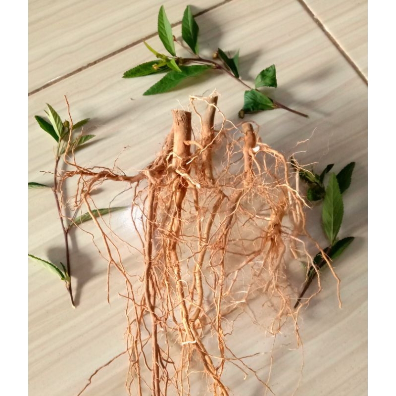 

AKAR SIDAGURI MURAH MERIAH 250 GRAM