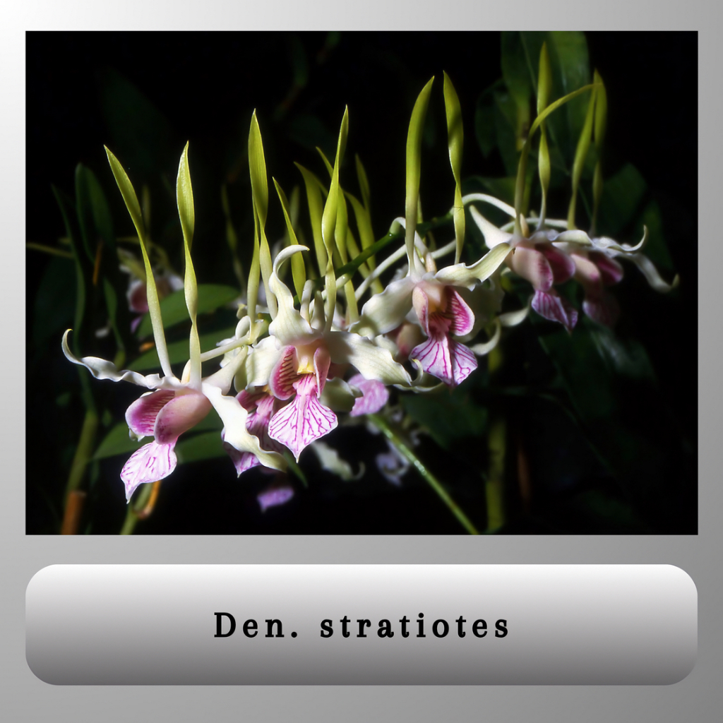 PROMO Anggrek Dendrobium Keriting - Melintir Ukuran Remaja ( Dapat 4Pot + BONUS 1Pot)