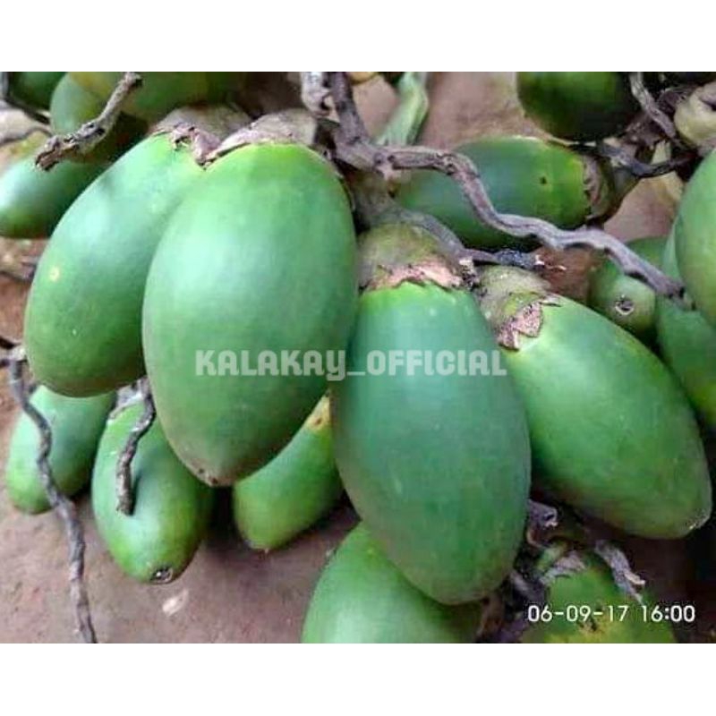 

Buah Pinang Muda Fresh 500 gram / Buah Jambe Muda / Buah Jebug Muda