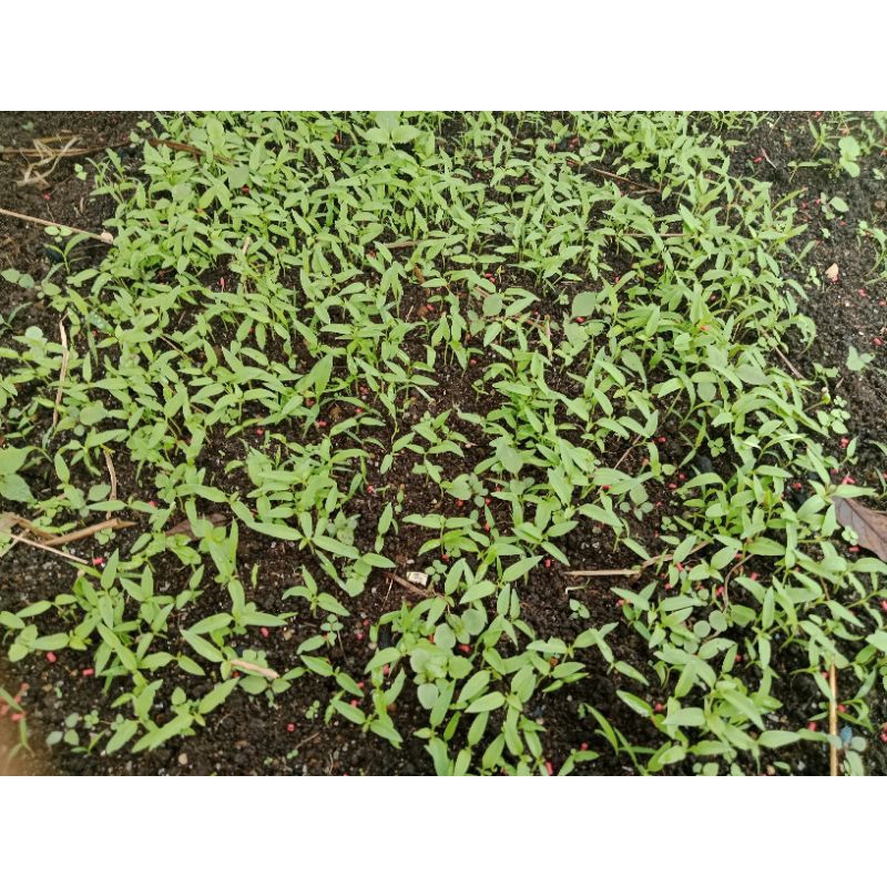 

Bibit cabe rawit besar siap tanam