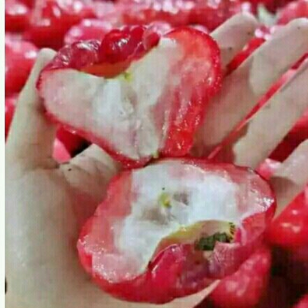 

jambu air lokal merah matang fress langsung petik