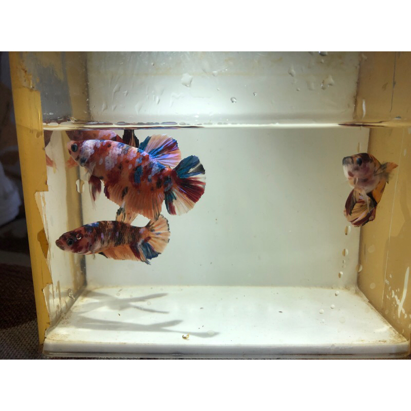 CUPANG MULTICOLOR