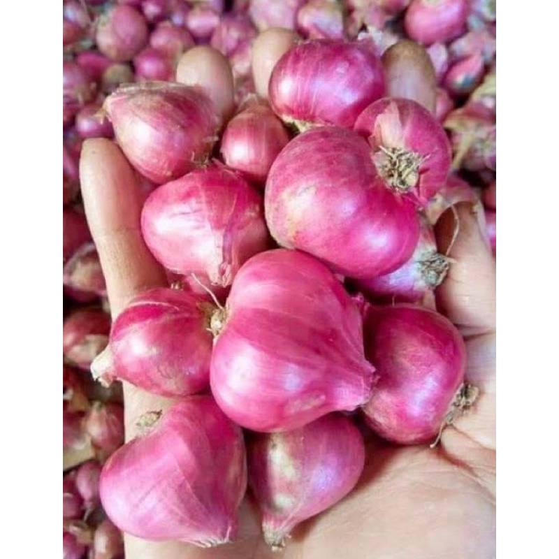 

Bawang Merah Segar (only jasa kirim instant)