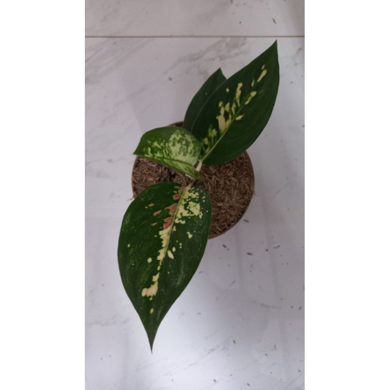 aglonema suksom white