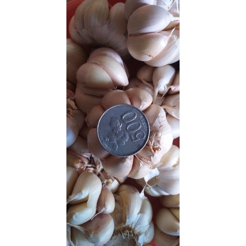 

Bawang putih