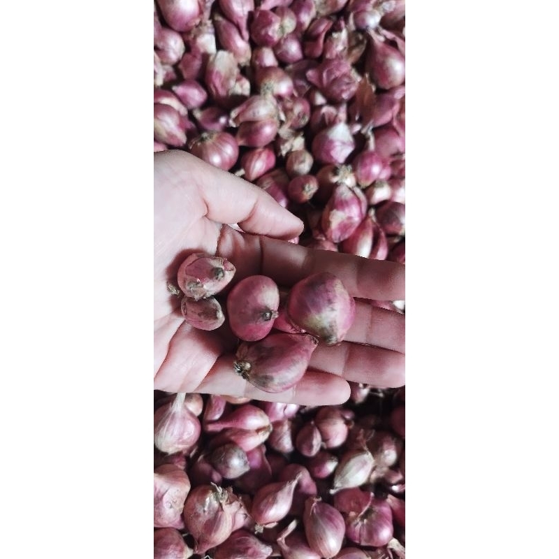 

Bawang Merah 500gram