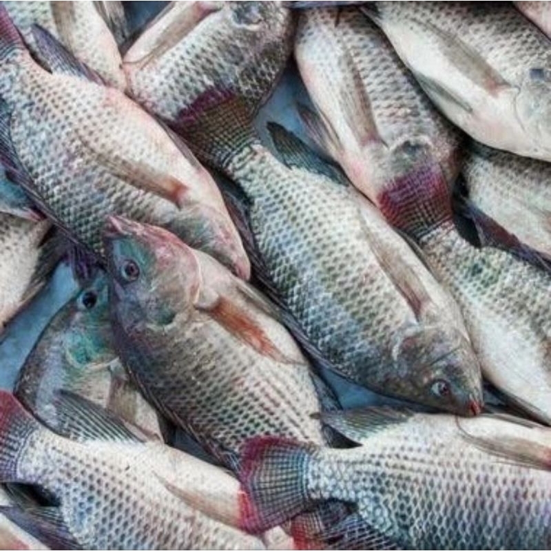 

IKAN MUJAIR fresh