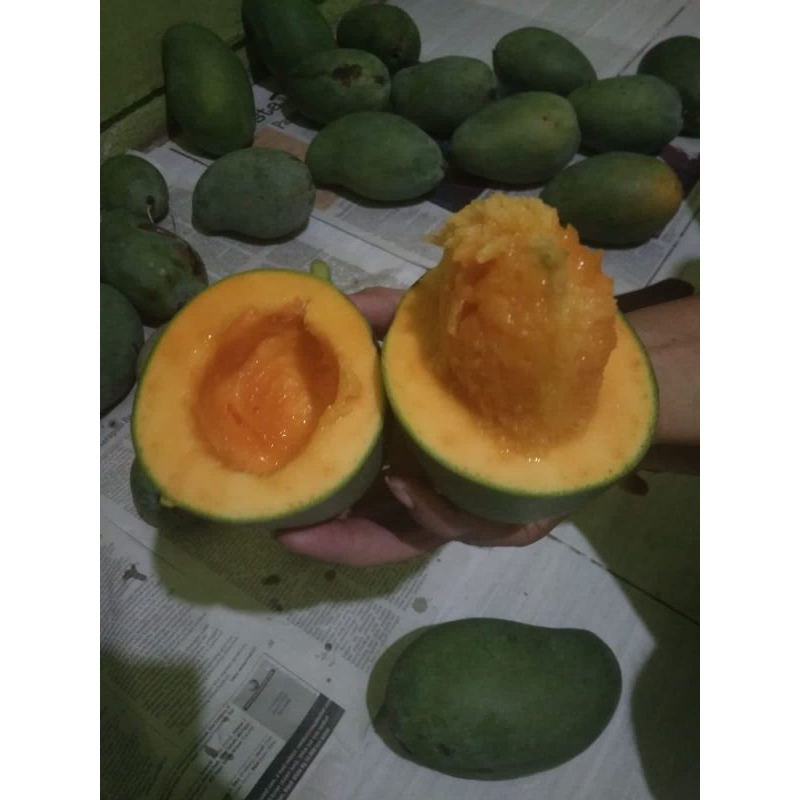 

Mangga Alpukat