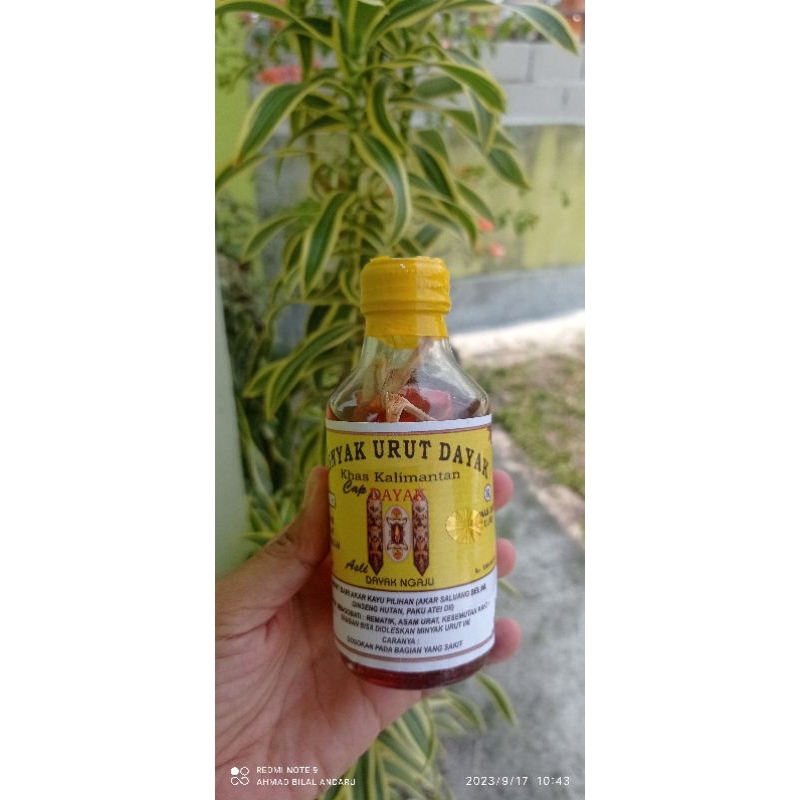 minyak urut dayak ori