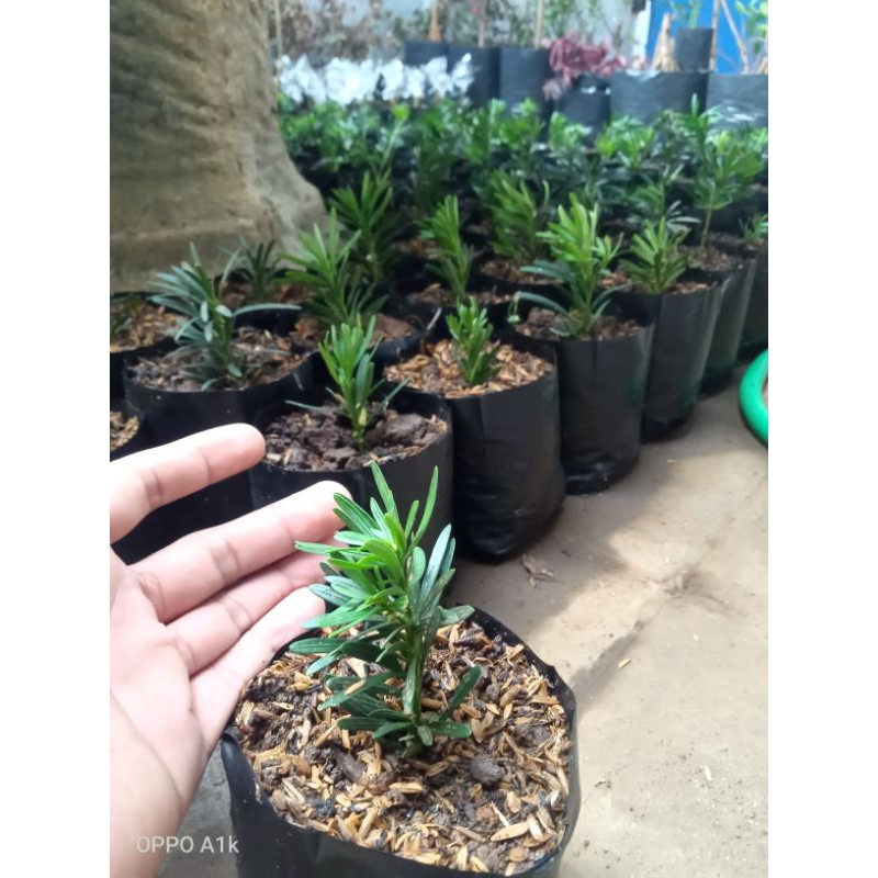 bibit lohansung lidah burung mikro daun biru